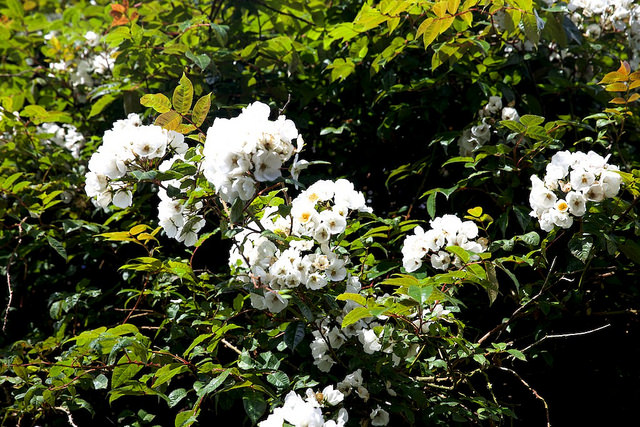 Rosier liane botanique