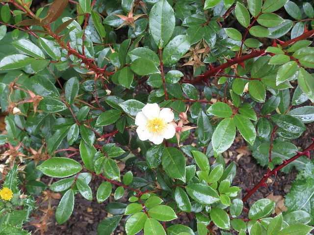 Rosier liane botanique