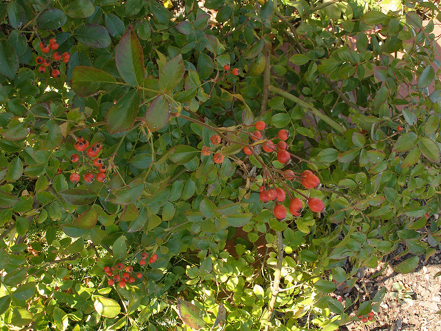 Rosier liane botanique (Rosa longicuspis)