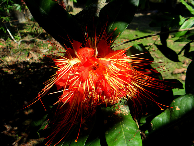 Rosa macrophylla