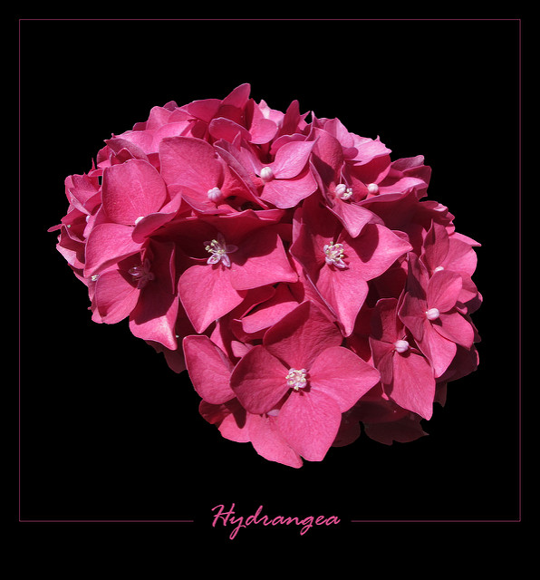 Rosa macrophylla