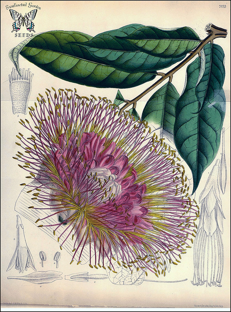 Rosa macrophylla