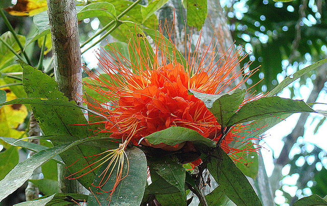 Rosa macrophylla (Rosa macrophylla)