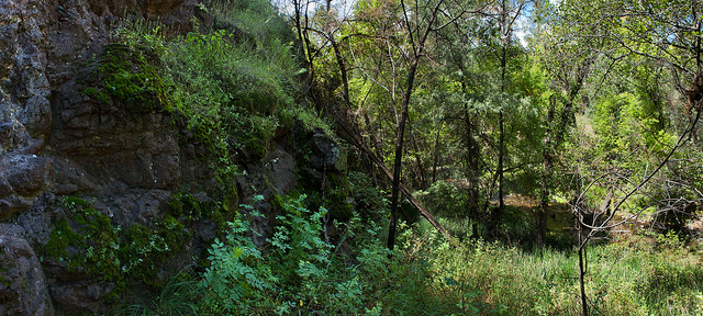 Églantier à petites fleurs (Rosa micrantha)