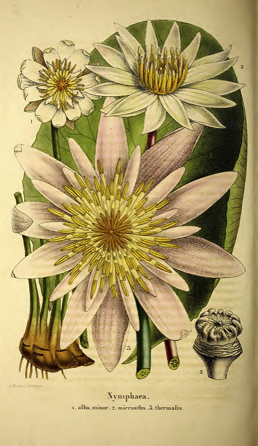 églantier à petites fleurs