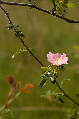 églantier à petites fleurs