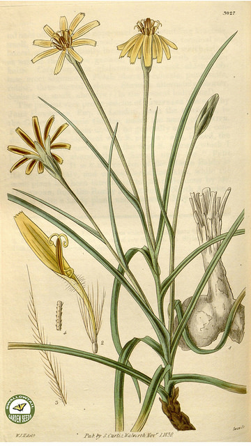 Rosa villosa