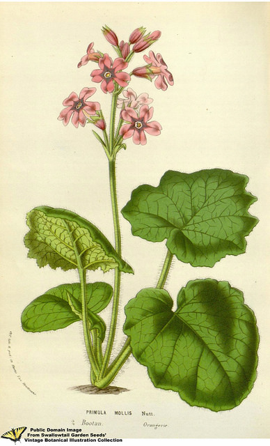 Rosa villosa
