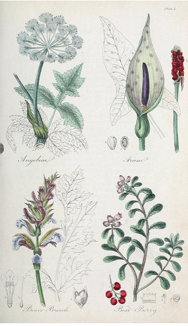 Rosa villosa
