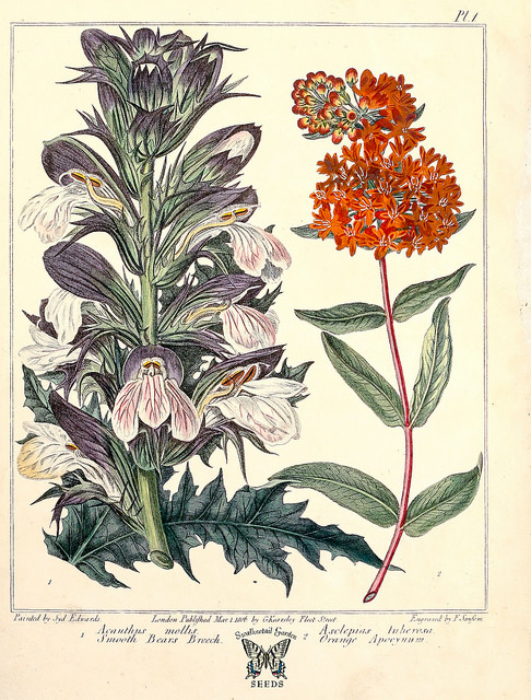 Rosa villosa