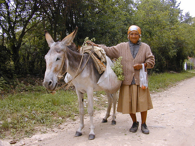 Rosa villosa (Rosa mollis)