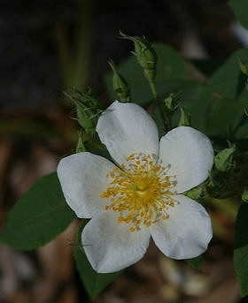 Rosier musqué