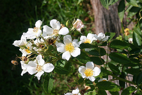 Rosier musqué