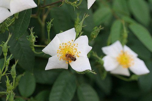Rosier musqué