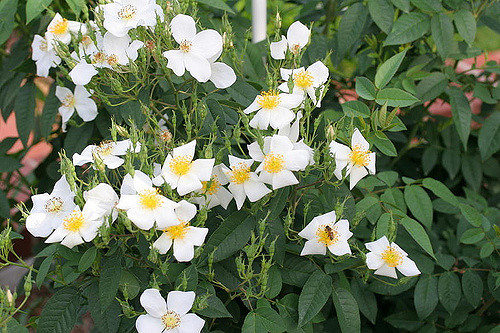 Rosier musqué