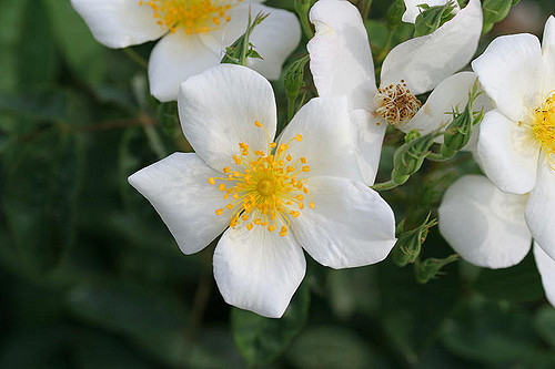 Rosier musqué (Rosa moschata)