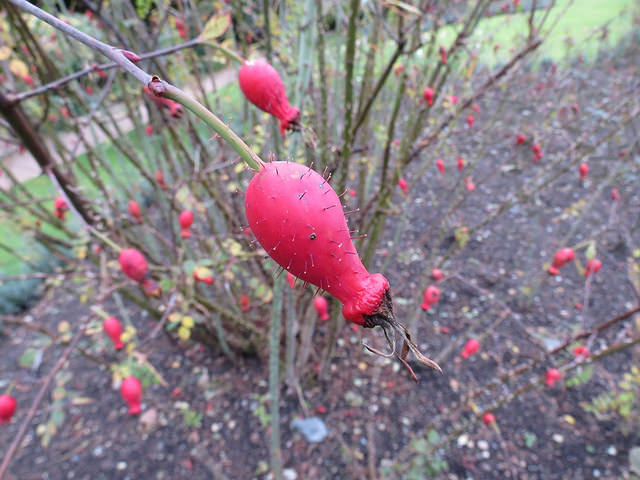 Rosa moyesii