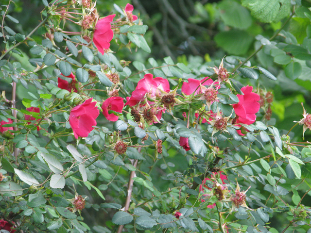 Rosa moyesii