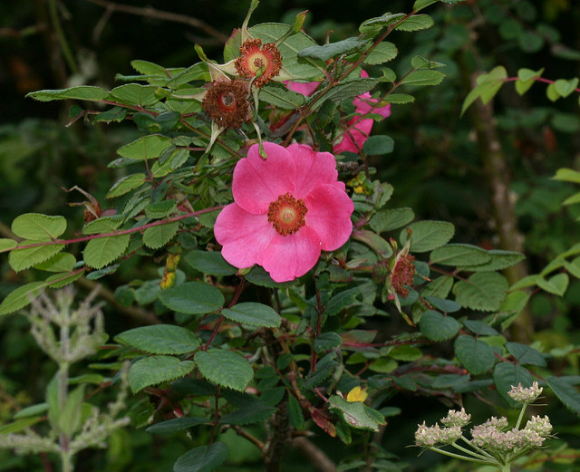Rosa moyesii