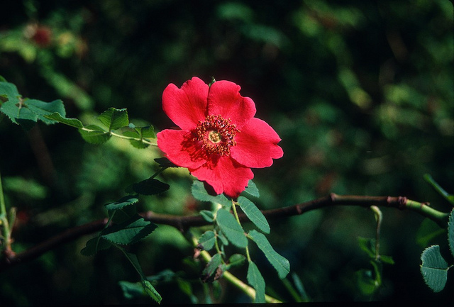 Rosa moyesii