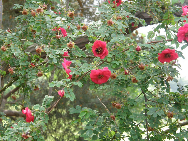 Rosa moyesii