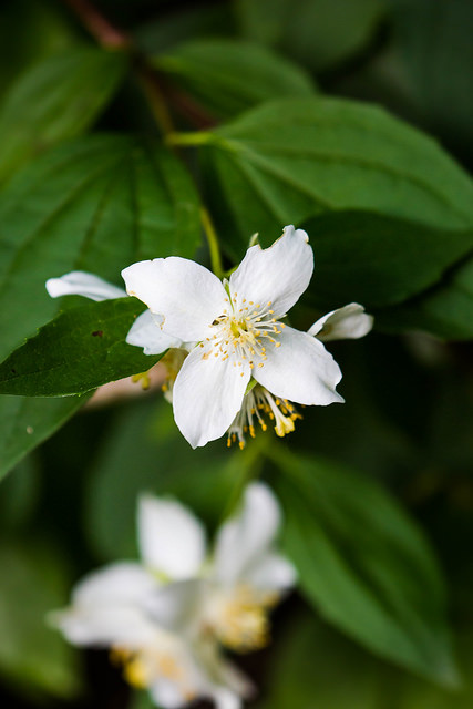 Rosier multiflore