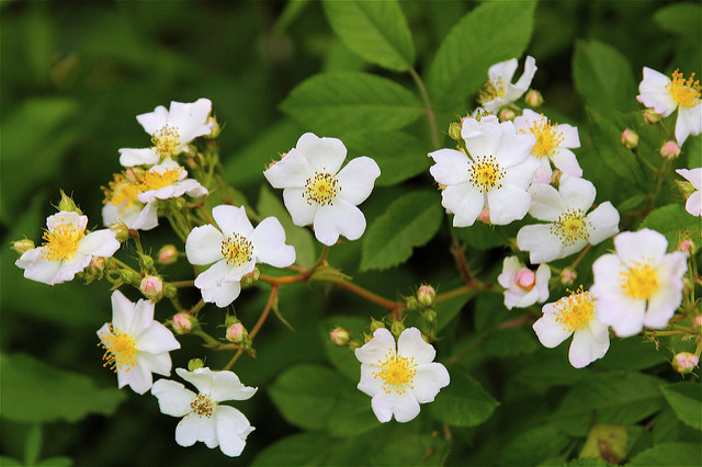 Rosier multiflore