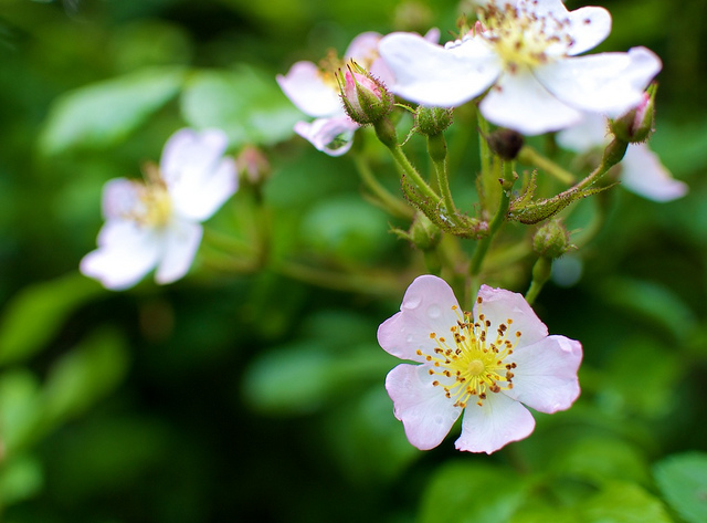 Rosier multiflore