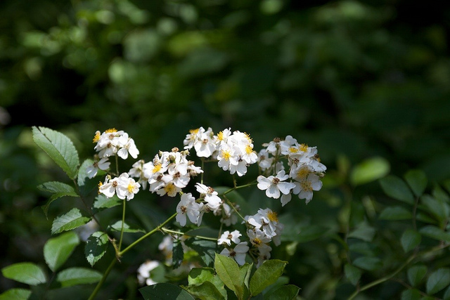 Rosier multiflore (Rosa multiflora)