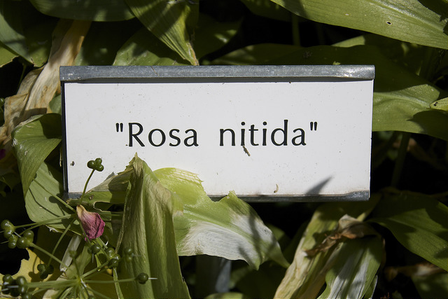 Rosier brillant