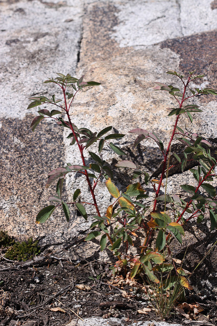 Rosier de nootka