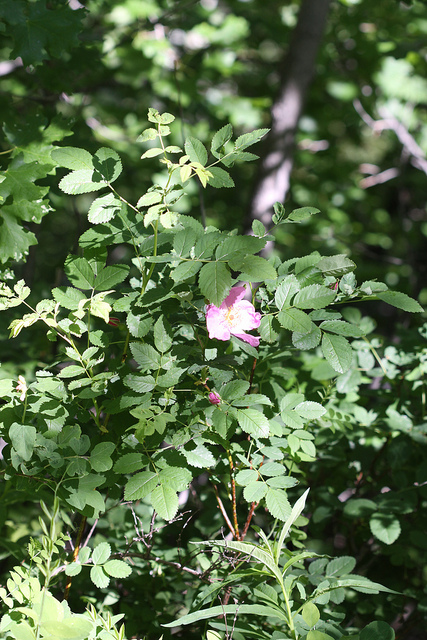 Rosier de nootka