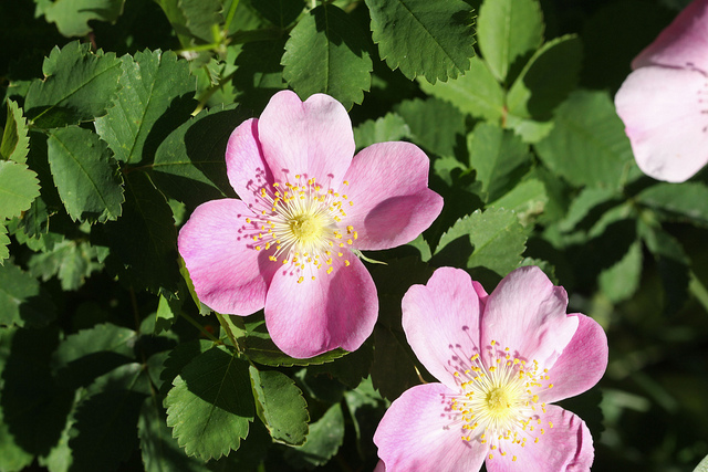 Rosier de nootka