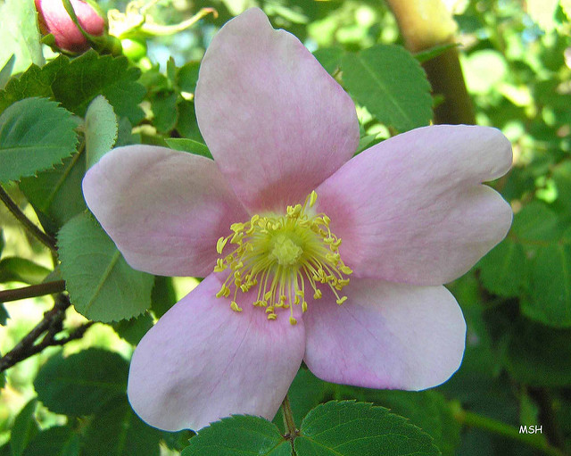 Rosier de nootka (Rosa nutkana)