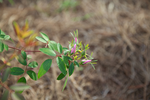 Rosier des marais (Rosa palustris)
