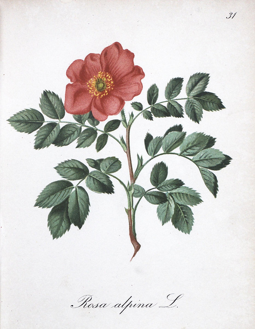 Rosier des alpes