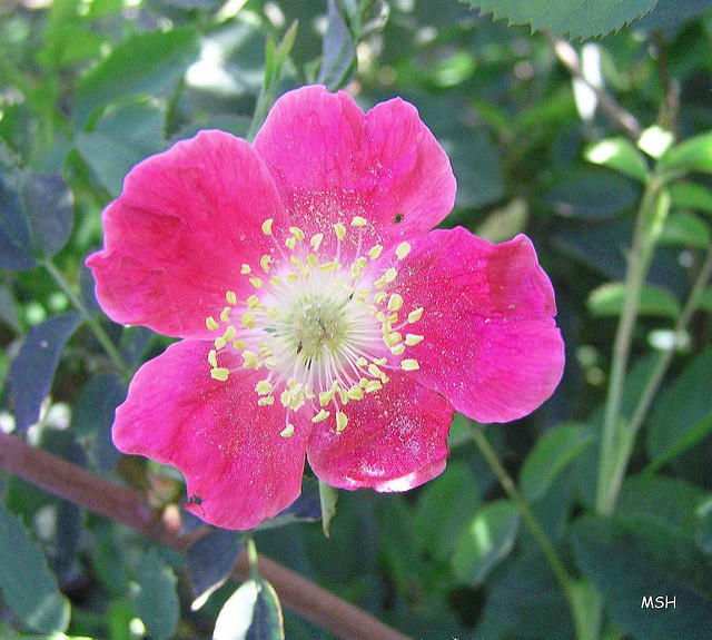 Rosier des alpes (Rosa pendulina)