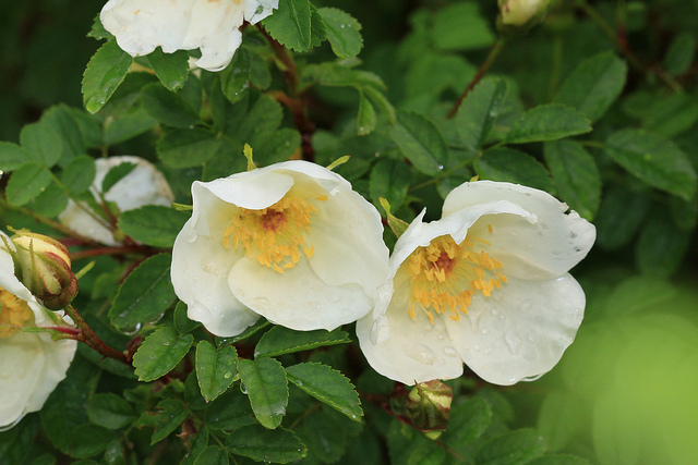 Rosier pimprenelle