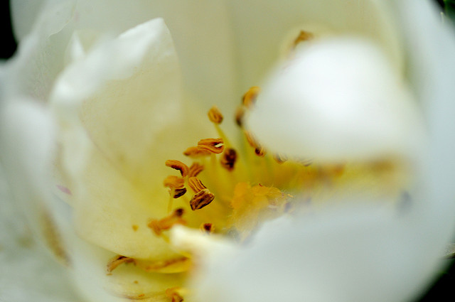 Rosier pimprenelle
