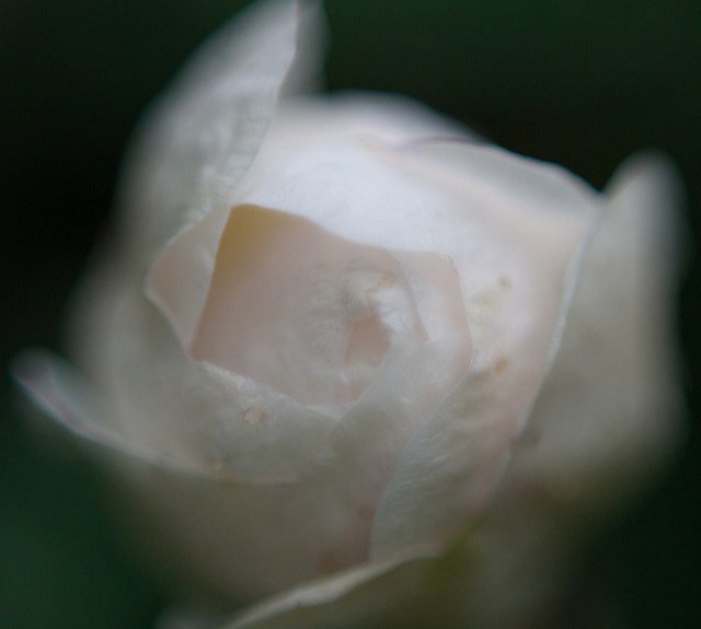 Rosier pimprenelle