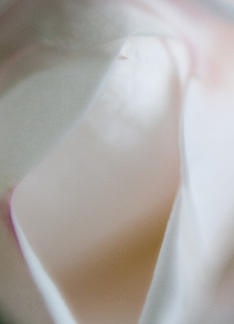 Rosier pimprenelle