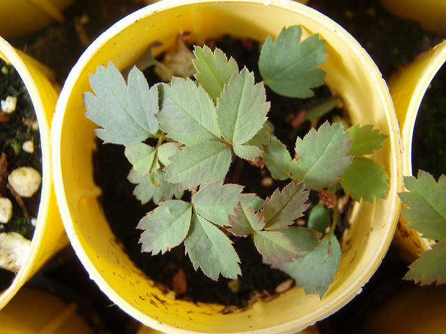 Rosa pisocarpa