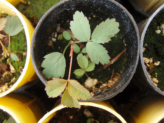 Rosa pisocarpa