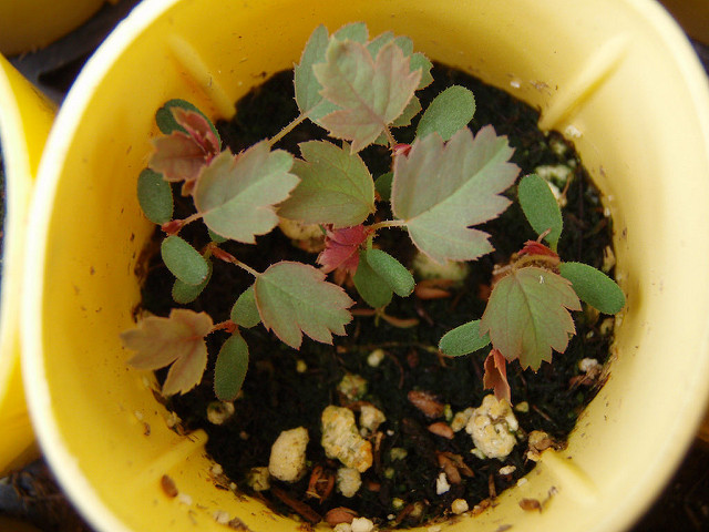 Rosa pisocarpa