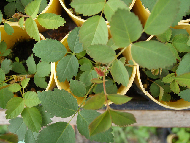 Rosa pisocarpa (Rosa pisocarpa)