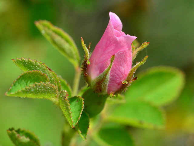églantier de pouzin
