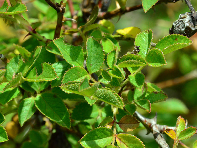 églantier de pouzin