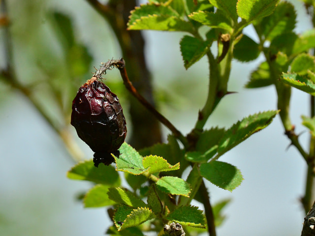 Églantier de pouzin (Rosa pouzinii)