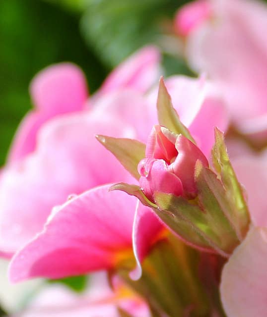 Rosa ecae primula