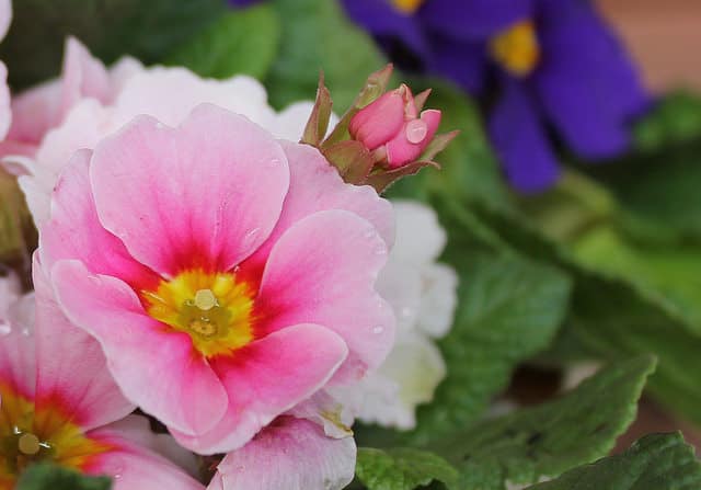 Rosa ecae primula